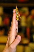 Penn State Insect Fair 2013